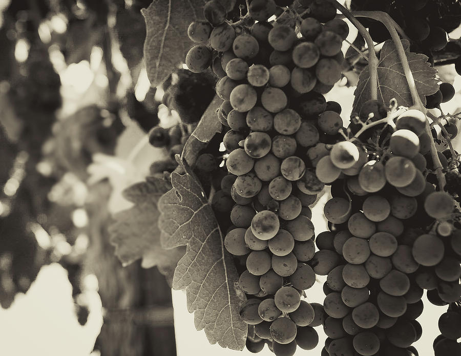 Portrait Photograph - Grape Clusters by Roger Elliott