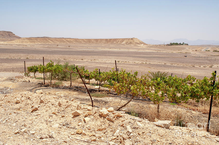 Grape Farming Photograph by Marco Ansaloni / Science Photo Library ...