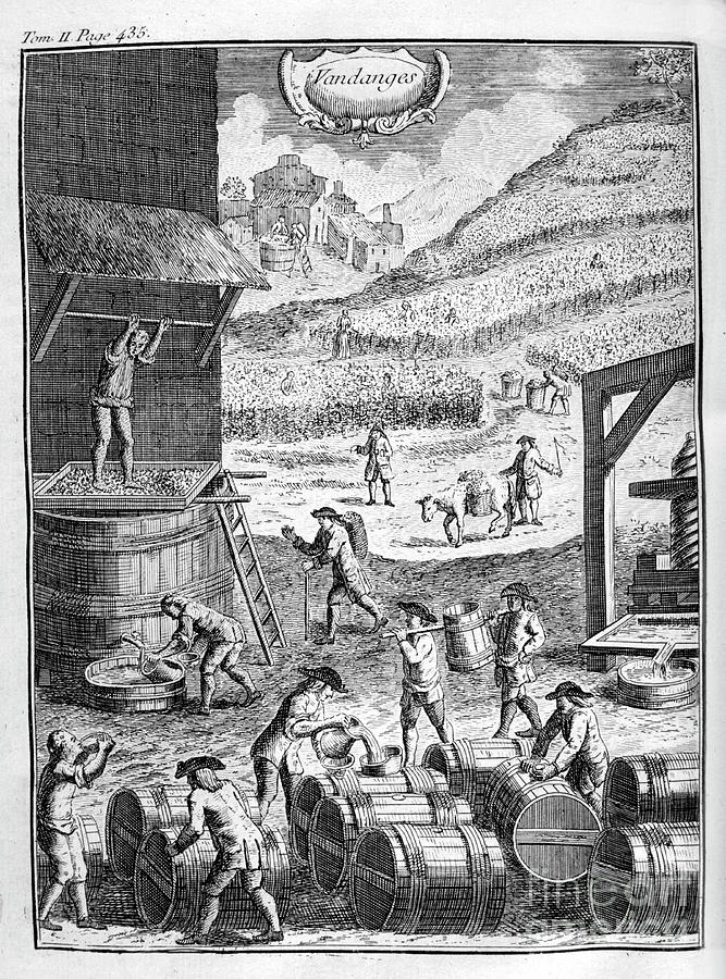 Grape Harvest, 1775 Drawing by Print Collector