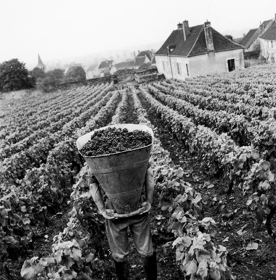 Grape Harvest In Burgundy 1969 Photograph by Keystone-france