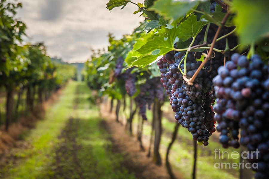 Seedless Photograph - Grape Harvest by Lukasz Szwaj