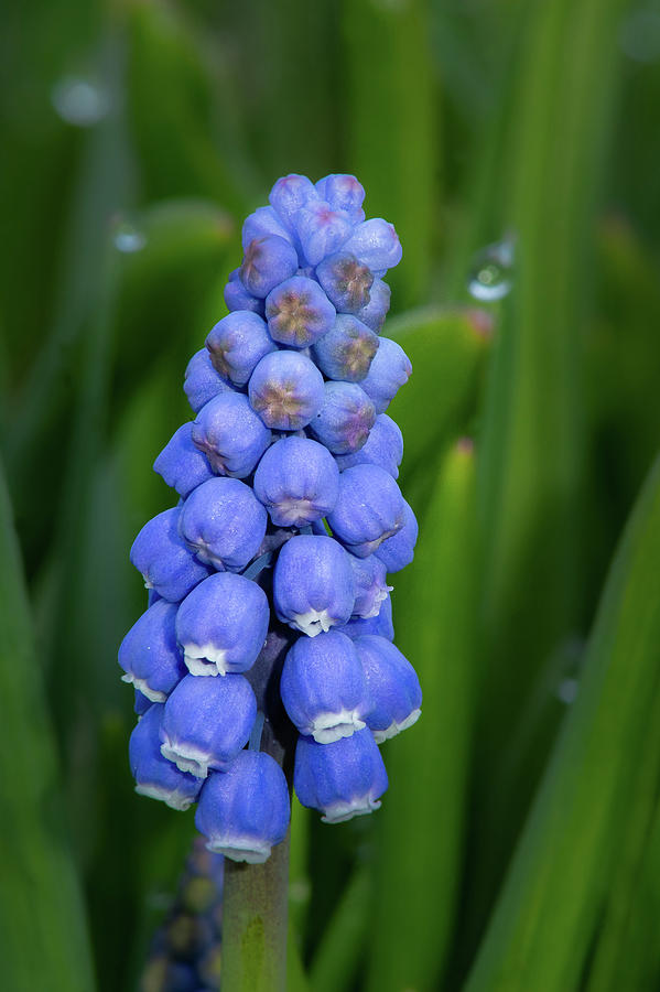 Grape Hyacinth #2 Photograph by David Heilman