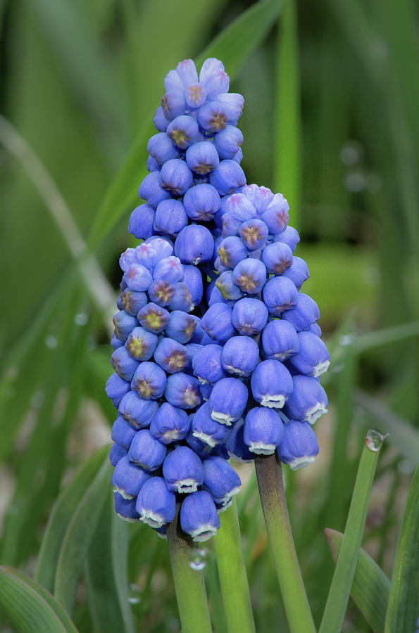 Grape Hyacinth #4 Photograph by David Heilman