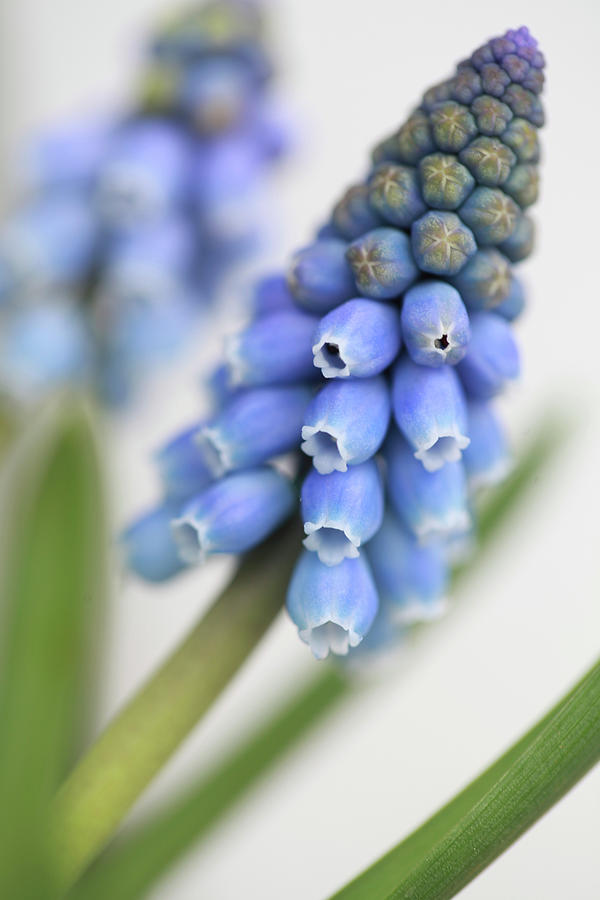 Grape Hyacinth close-up Photograph by Sonja Zelano