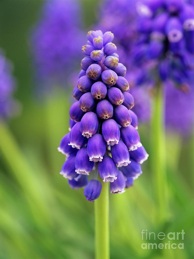 Grape Hyacinth Flowers Photograph by Geoff Kidd/science Photo Library