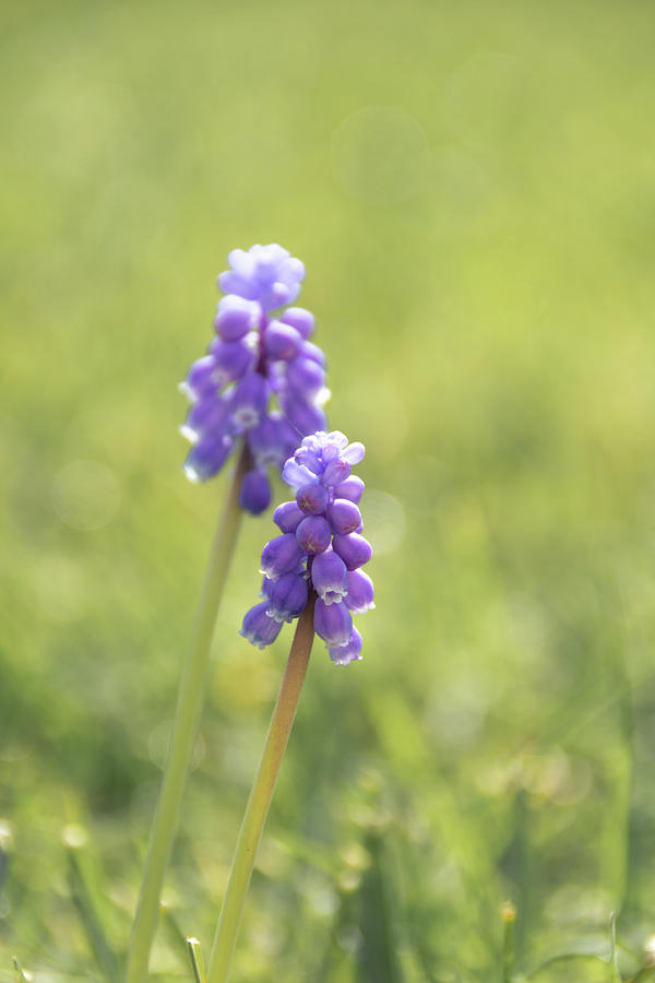 Grape Hyacinth flowers Photograph by Scott Lyons