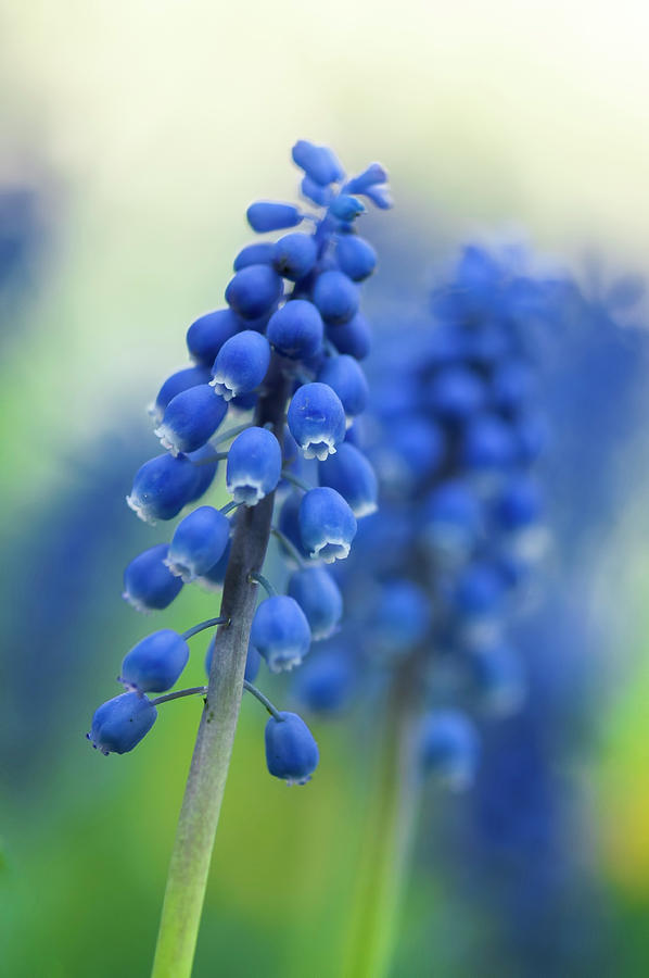 Grape Hyacinth Photograph by Ginger Stein