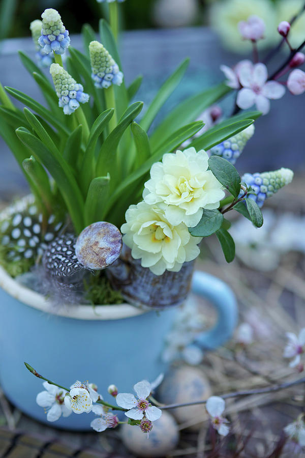 Grape Hyacinth In A Blue Enamel Cup, Flowers Of Filled Primrose In A Mini Watering Can Photograph by Angelica Linnhoff