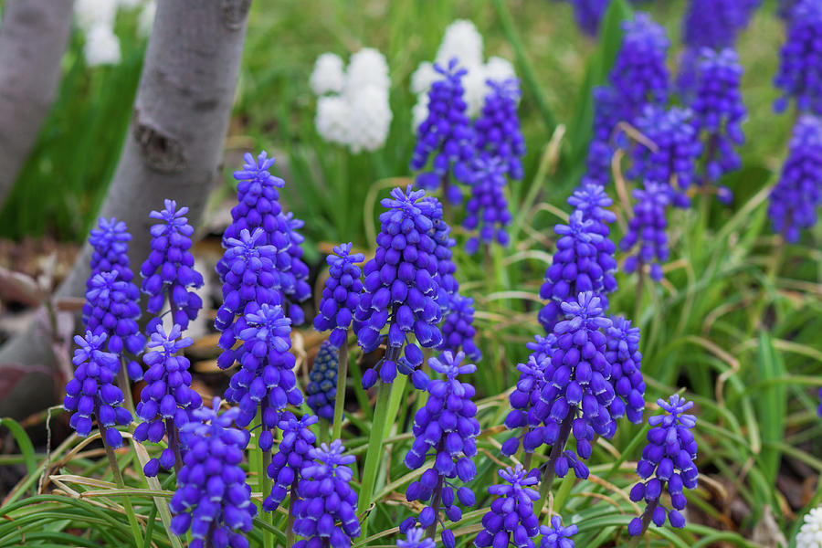 Grape Hyacinth Photograph by Jason Champaigne - Fine Art America