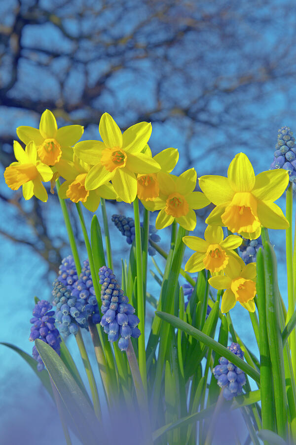 Grape Hyacinths And Daffodils In Flower, Norfolk, Uk Photograph by
