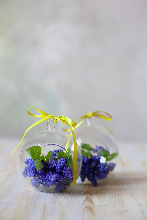 Grape Hyacinths In Glass Spheres Photograph by Alicja Koll