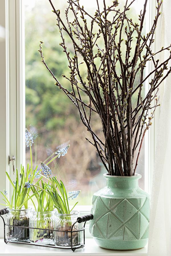 Grape Hyacinths In Glasses And Vase Of Cherry Branches On Windowsill Photograph by Cecilia Mller