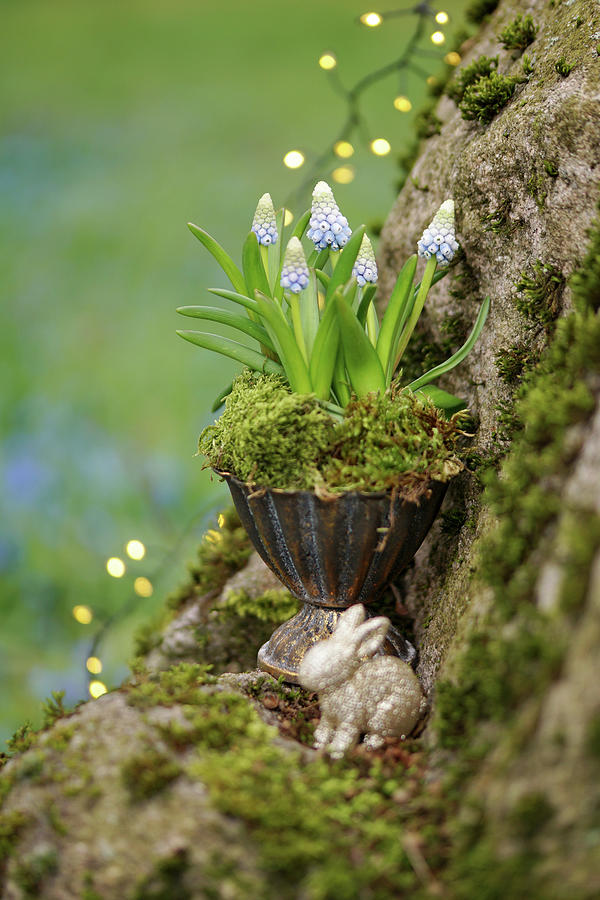 Grape Hyacinths In Small Silver Pot And Golden Easter Bunny Photograph by Angelica Linnhoff