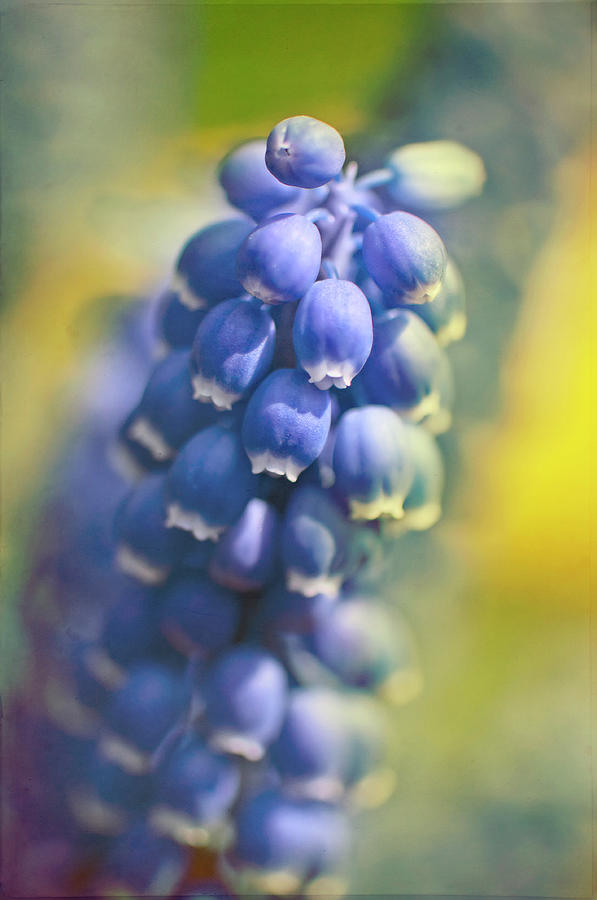 Grape Hyacinths In Spring Photograph by Trina Dopp Photography