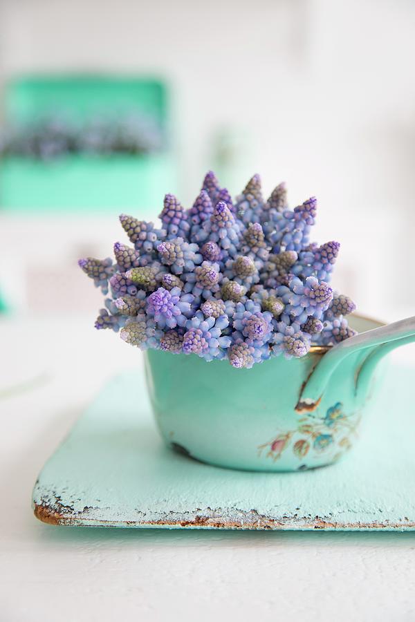 Grape Hyacinths In Vintage-style Pot Photograph by Syl Loves