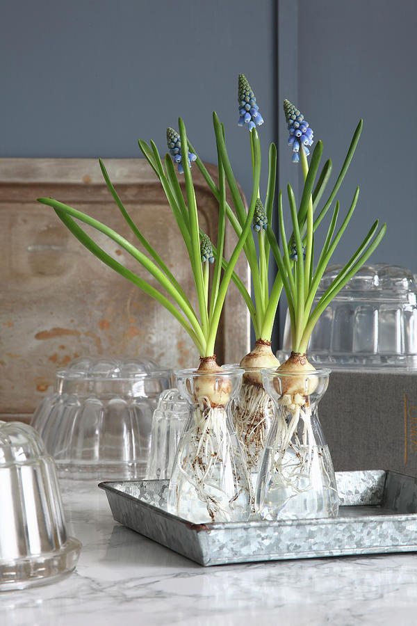 Grape Hyacinths With Bulbs In Glass Jars Photograph by Simon Scarboro