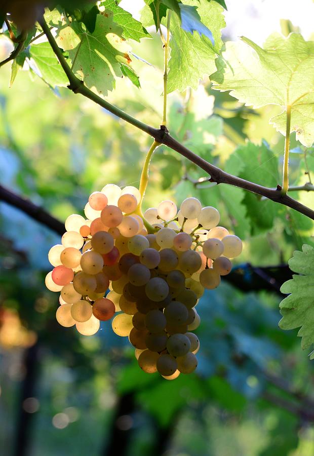 Grape In The Vineyard Of Valpolicella In Negrar Near Verona, Venetian, Italy Photograph by Thomas Stankiewicz