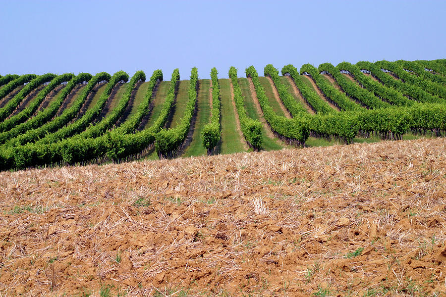 Grape vines and ploughed field Photograph by Seeables Visual Arts
