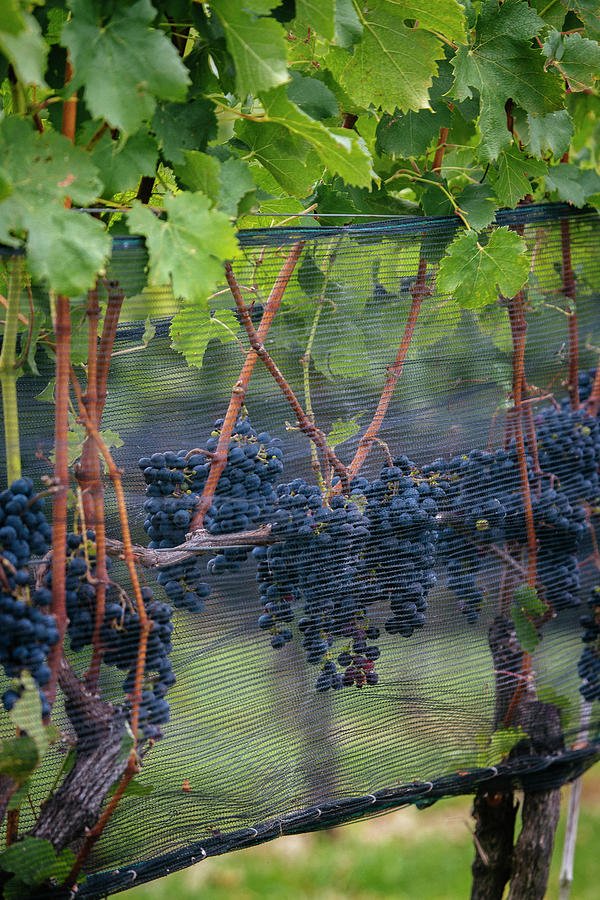 Wine Photograph - Grape Vines At Stone Tower Winery In Leesburg, Virginia. by Cavan Images