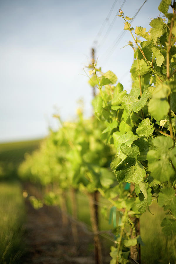 Grape Vines In Spring Photograph by Sarasang