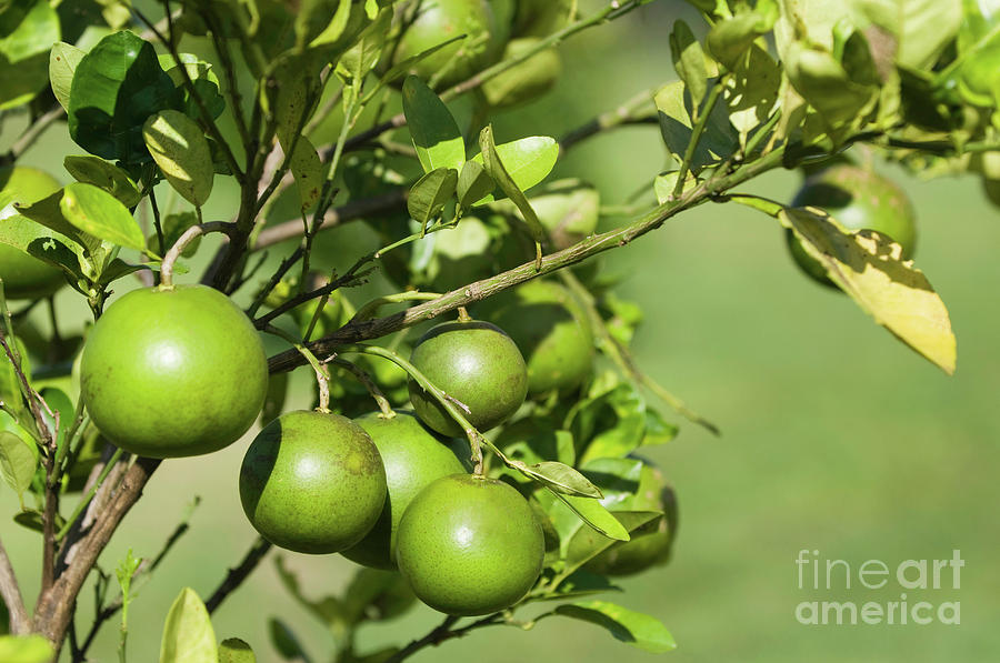 Nature Photograph - Grapefruit Tree by Microgen Images/science Photo Library
