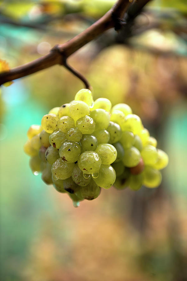 Grapes, Aosta Valley, Italy Digital Art by Franco Cogoli