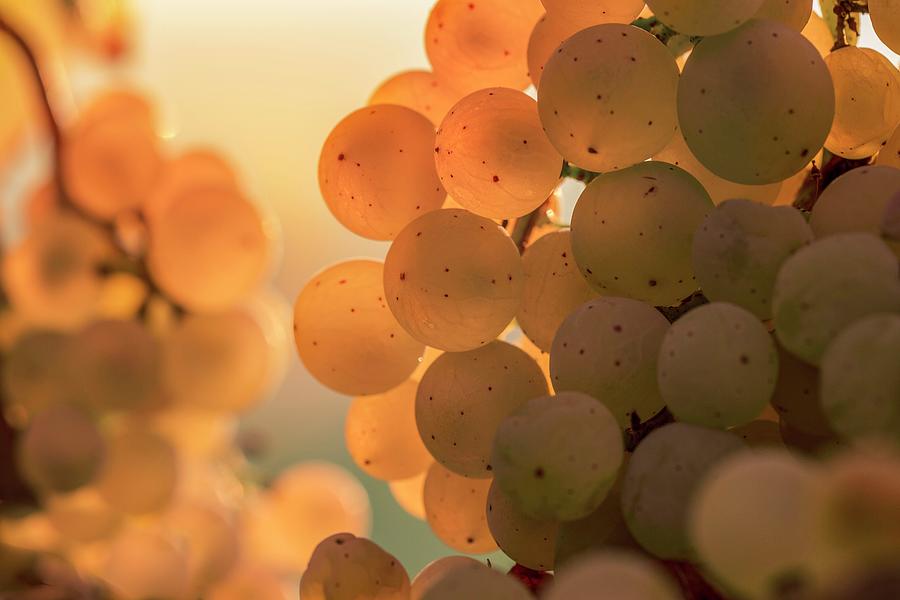 Grapes At Sunset, Italy Digital Art by Federica Cattaruzzi