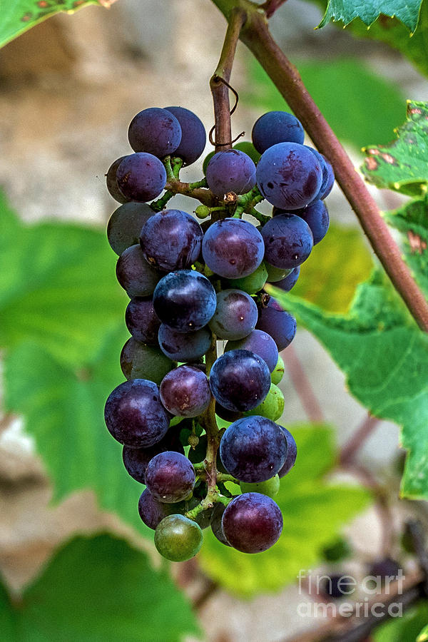 Grapes Photograph