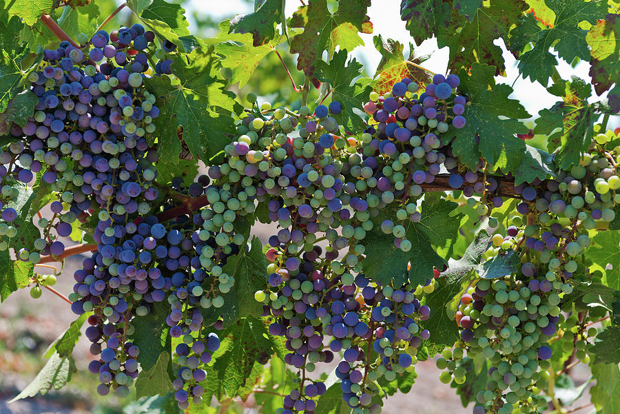 Grapes, Cathy Corison Winery, Napa Valley, California, Usa Photograph by Torri Tre