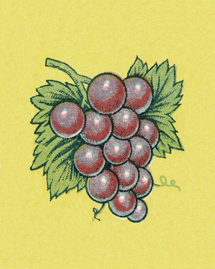 Vintage Drawing - Grapes by CSA Images
