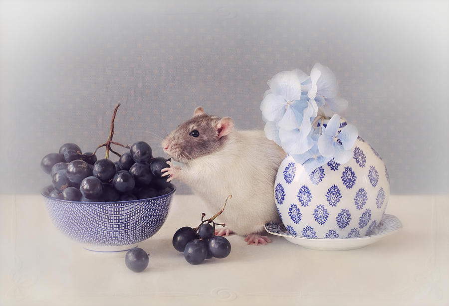 Grapes Photograph by Ellen Van Deelen