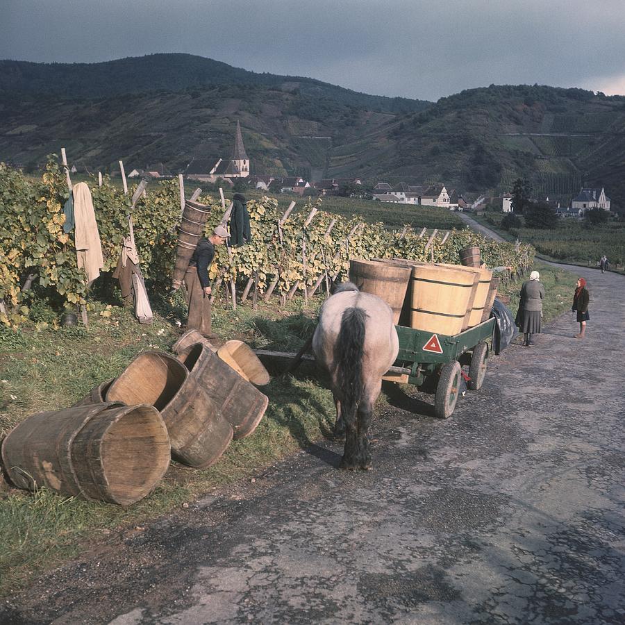 Grapes Hoods In Alsace On 1957 Photograph by Keystone-france