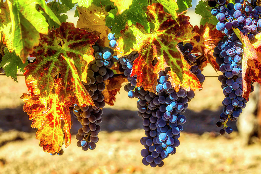 Grape Photograph - Grapes In The Napa Valley by Garry Gay