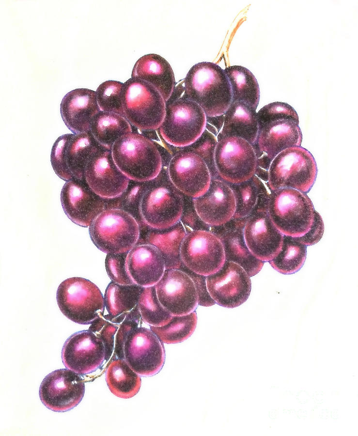 Colored Pencil Grapes Drawing Original Art Still Life Painting Grapes  Painting - Etsy Israel
