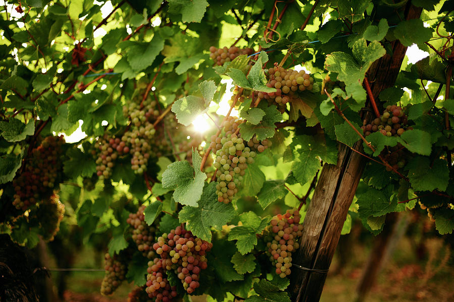 Grapes On A Vine In A Vineyard In Alsace Photograph by Oliver Brachat