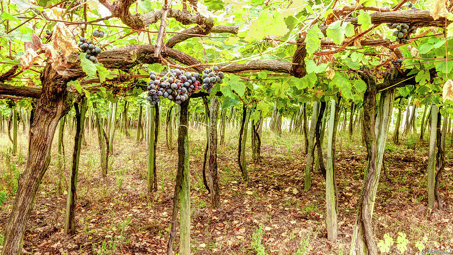 Grapes on a Vineyard Photograph by Weston Westmoreland