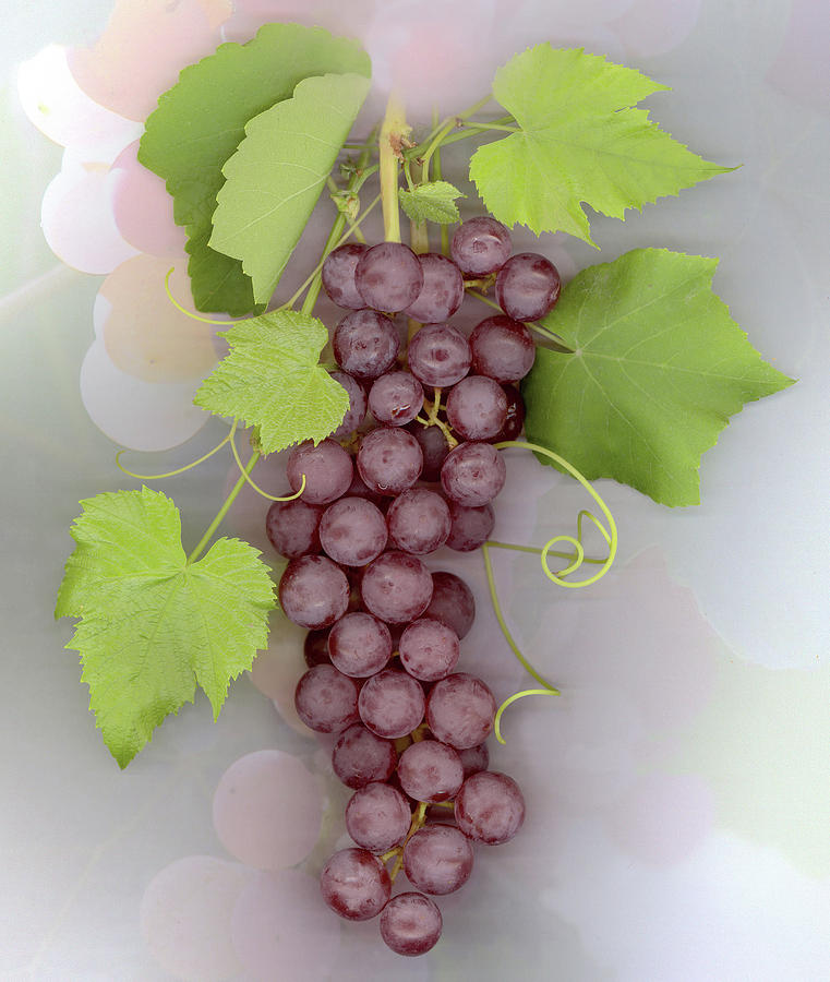 Grape Photograph - Grapes on Grapes by Sandi F Hutchins