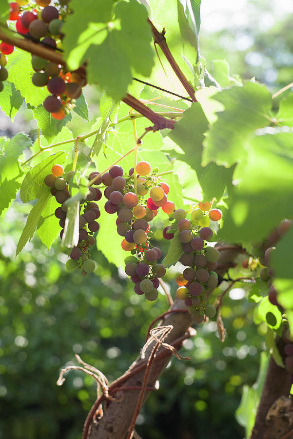 Grapes On The Vine Photograph by Jalag / Natalie Kriwy