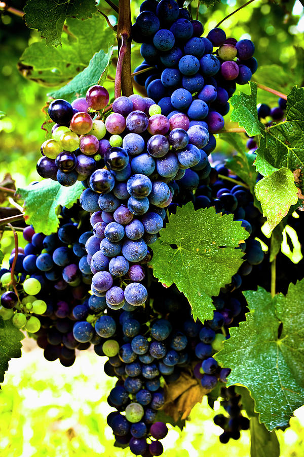 Grapes On The Vine Photograph by Love life