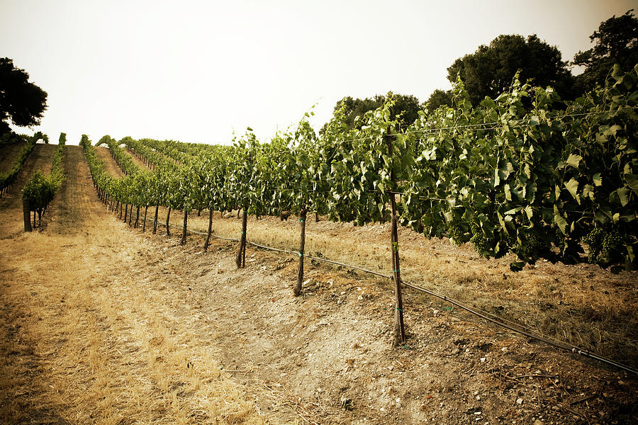 Grapes On The Vine. Paso Robles Photograph by Licreate
