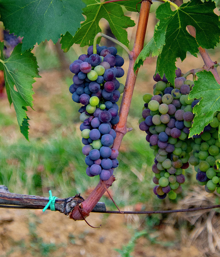 Grapes on the Vine  Photograph by Patrick Nowotny