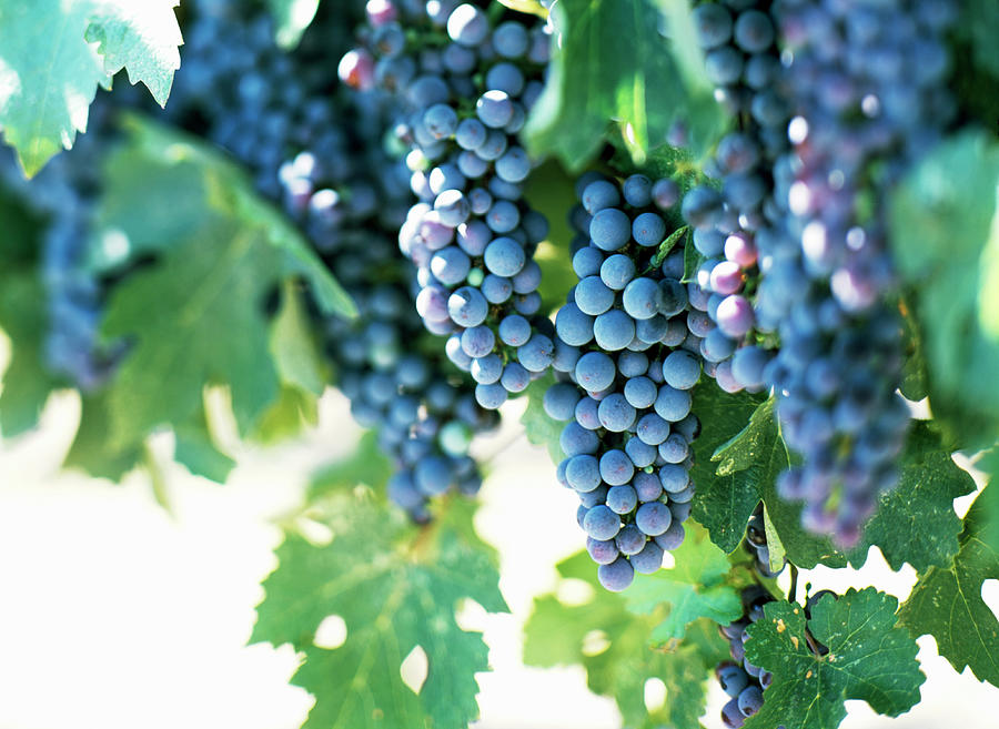 Grapes On The Vine Photograph by Todd Pearson