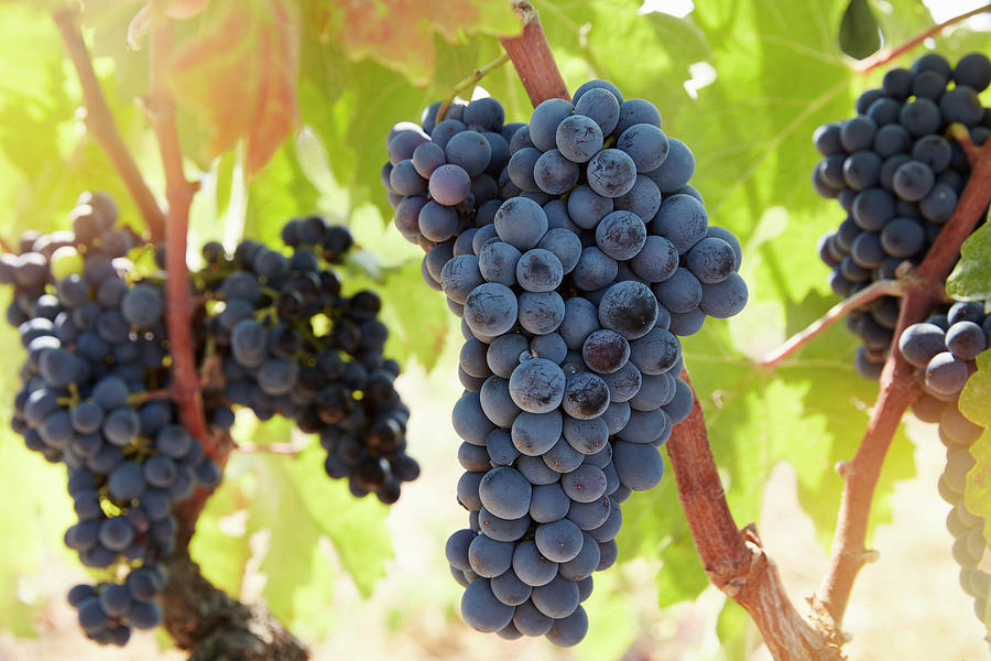 Grapes On Vine, Brindisi, Italy Digital Art by Richard Taylor