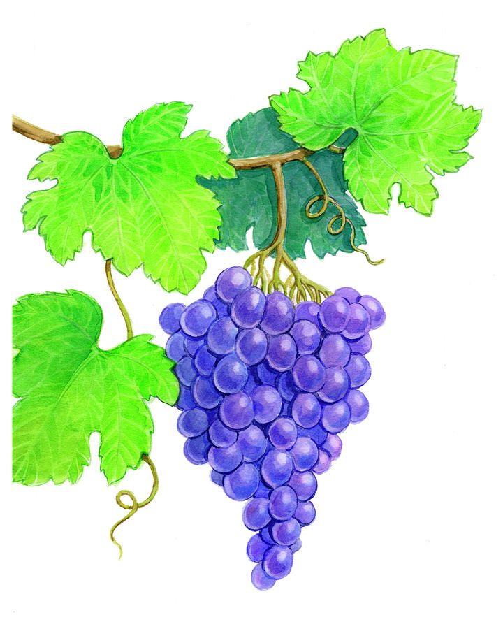 Fruit Painting - Grapes On Vine by Geraldine Aikman