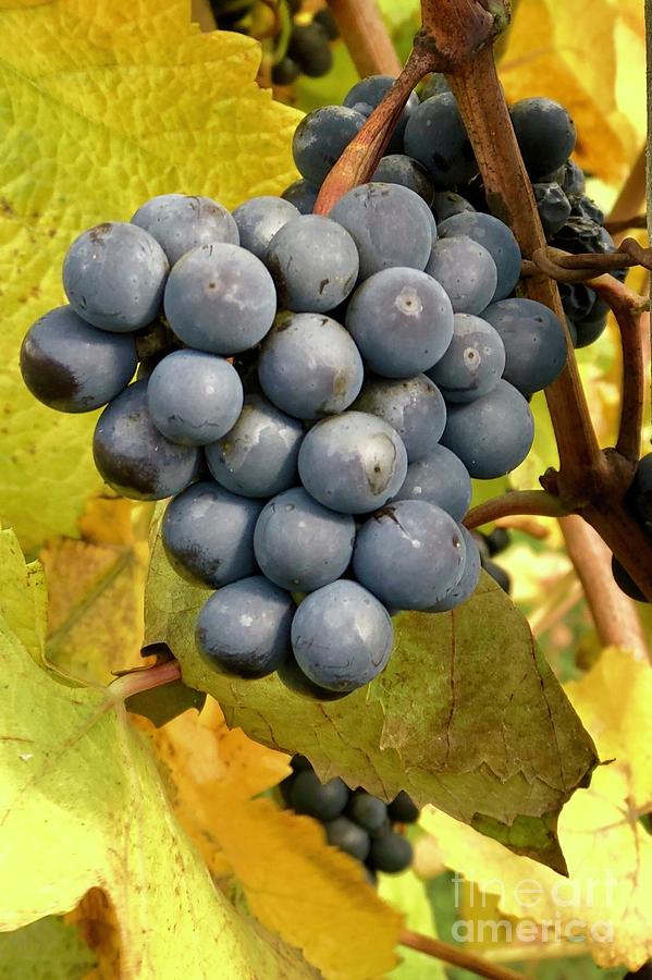 Grapes On Vine Photograph