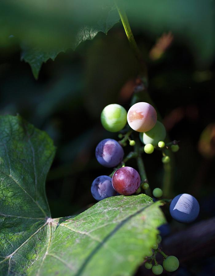 Grapes Ripening On A Vine Photograph by Katharine Pollak