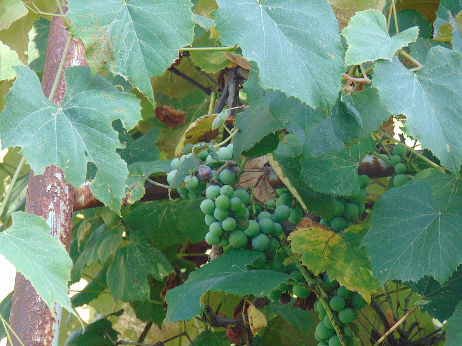 Grapes Photograph by Vonda Johnson - Fine Art America