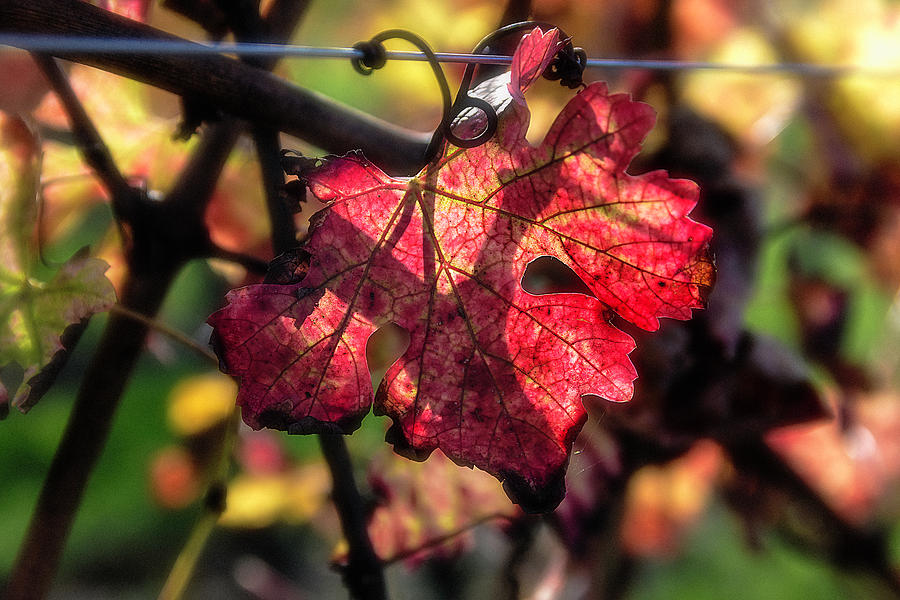 Grapevine leaf in fall Photograph by Wolfgang Stocker
