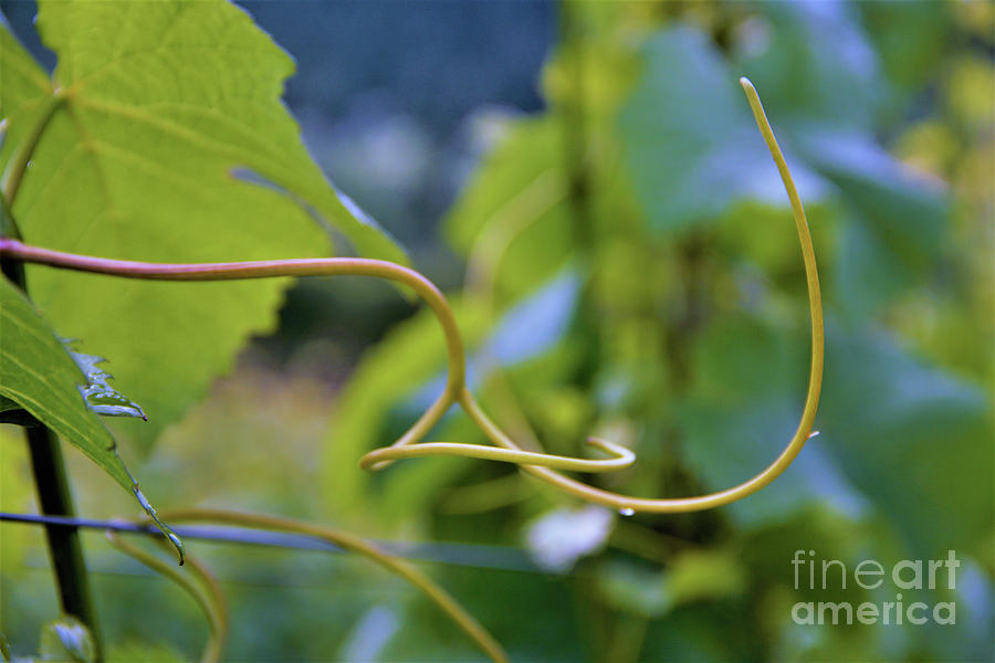 Graceful Curve of a Grapevine tendril Photograph by Leslie Struxness