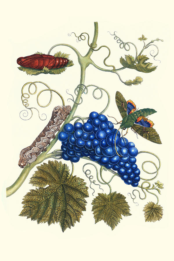 Grapevine with Gaudy Spinx Moth Painting by Maria Sibylla Merian